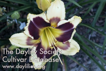 Daylily Tar and Feather